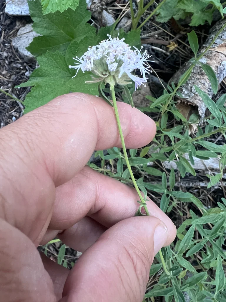 Monardella Odoratissima