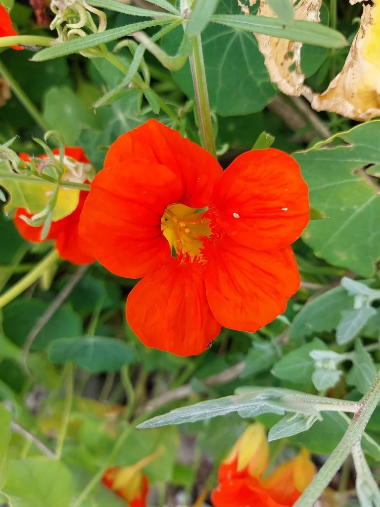 Tropaeolum Majus