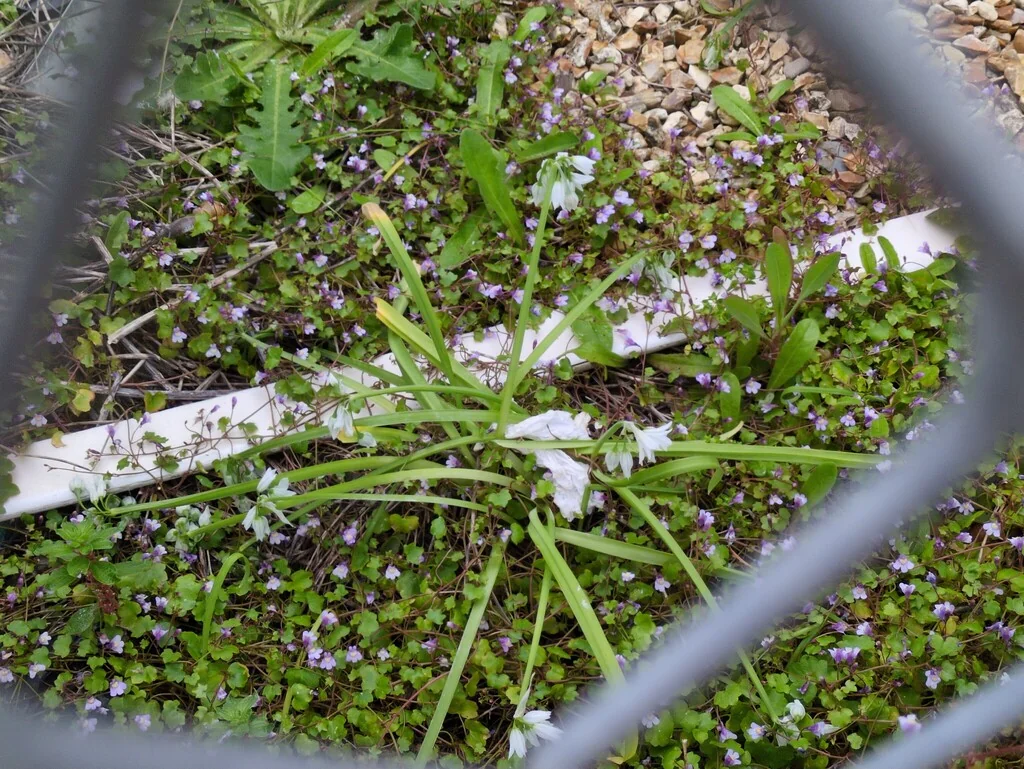 Allium Triquetrum