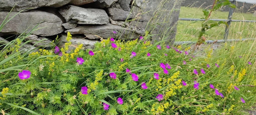 Geranium Sanguineum