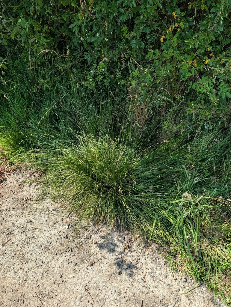 Carex Divulsa