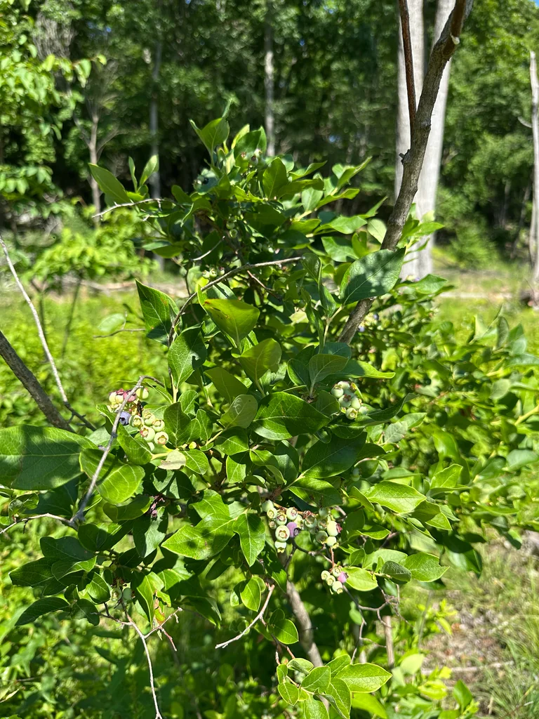 Vaccinium Corymbosum