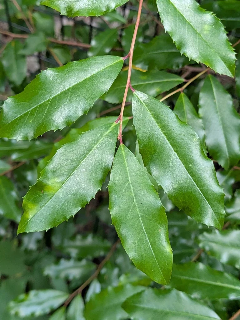 Prunus Caroliniana