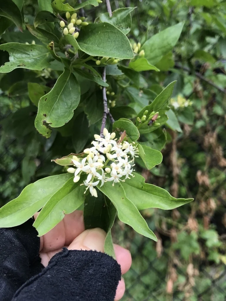 Cornus Glabrata
