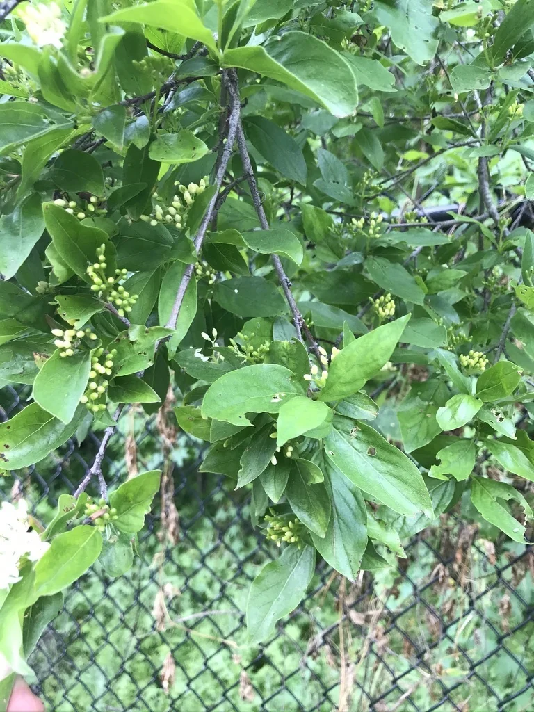 Cornus Glabrata