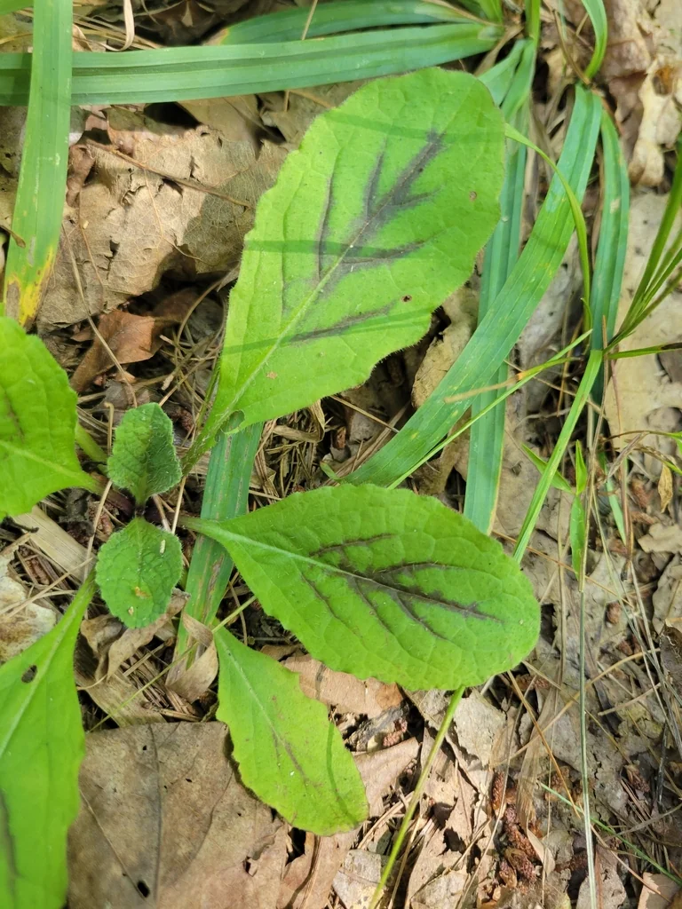 Salvia Lyrata