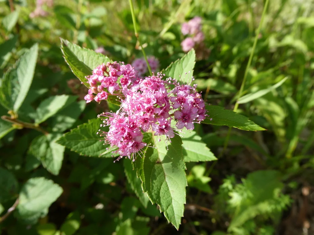 Spiraea japonica