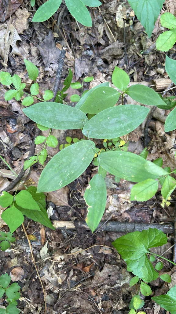 Uvularia Perfoliata
