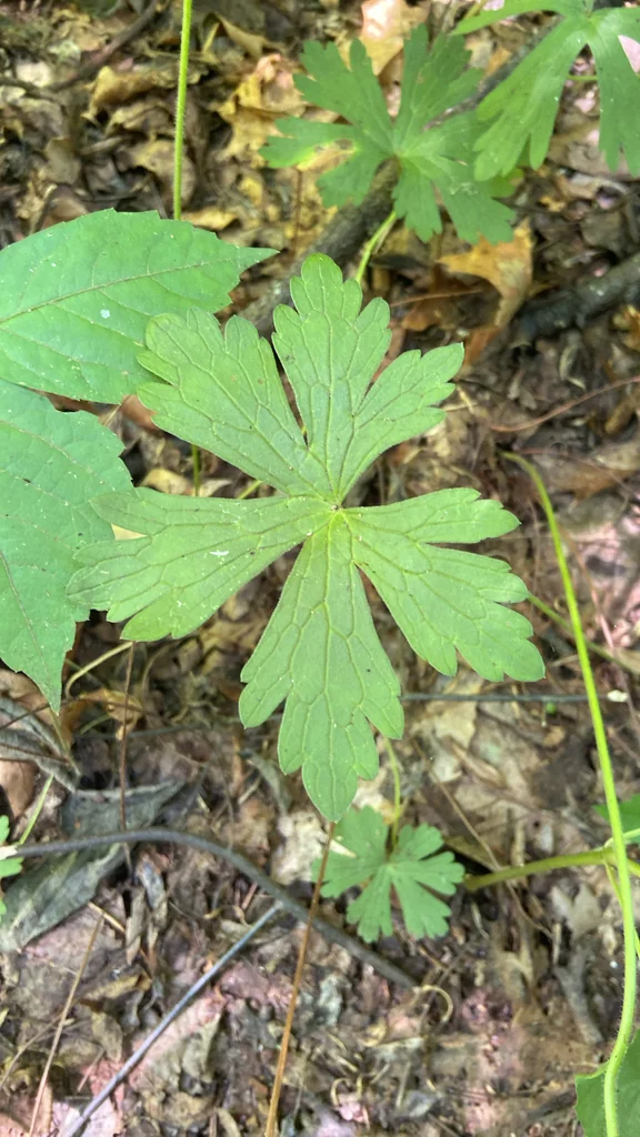Geranium Maculatum