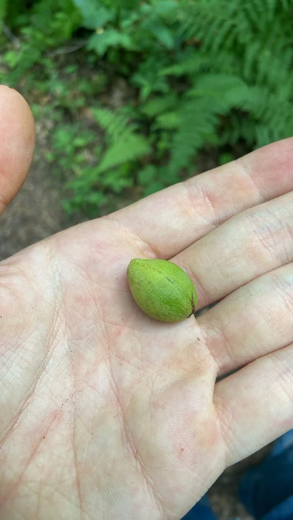 Carya Glabra