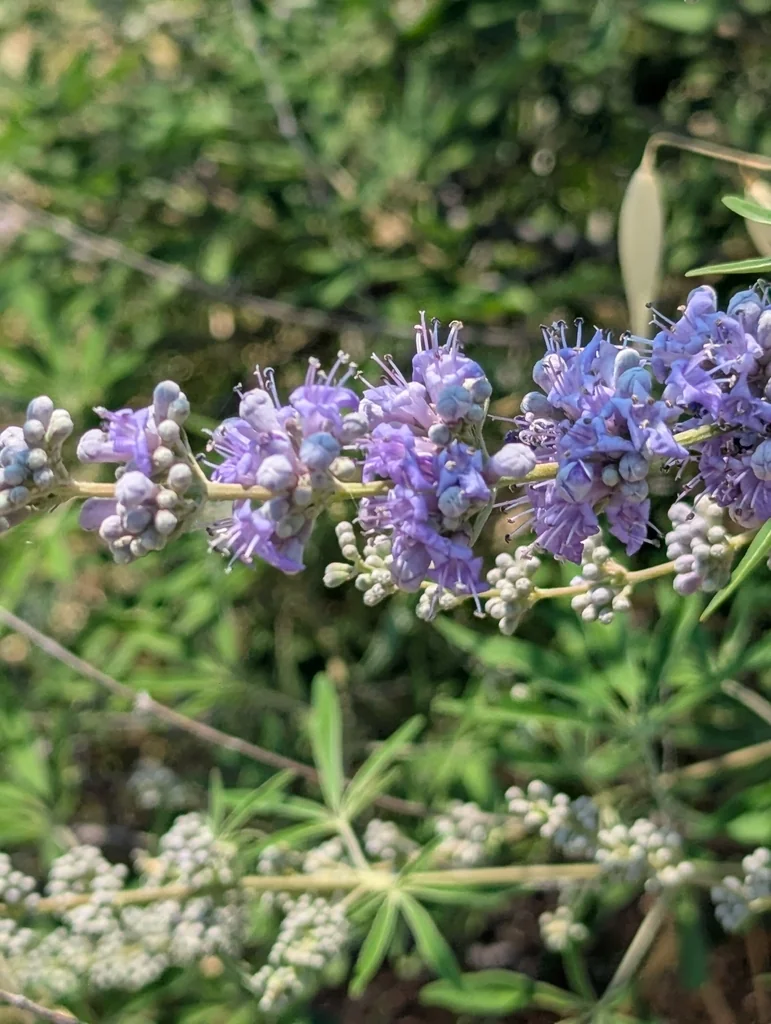 Vitex Agnus-Castus