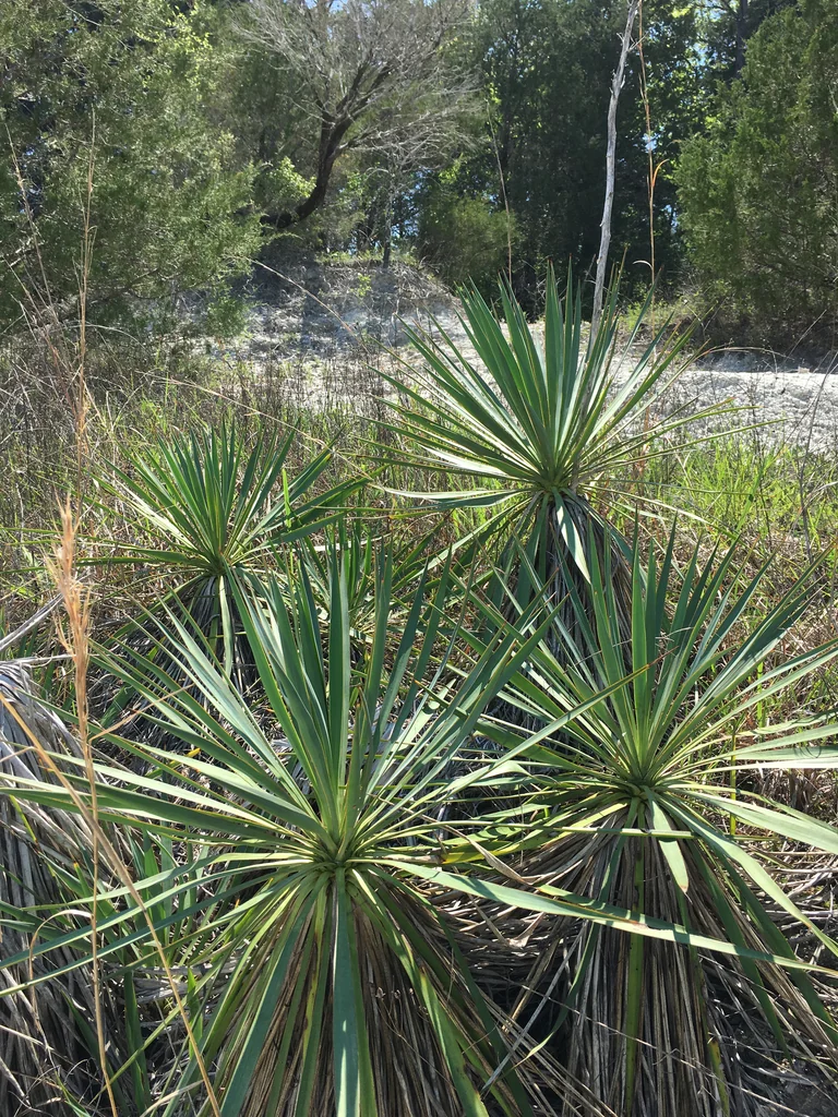 Yucca Recurvifolia