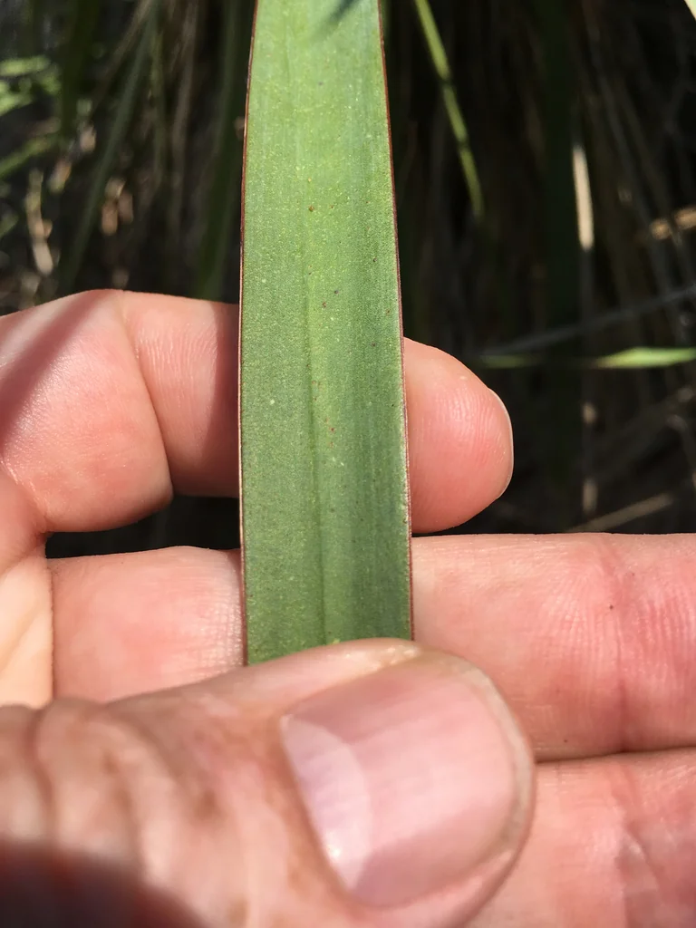 Yucca Recurvifolia