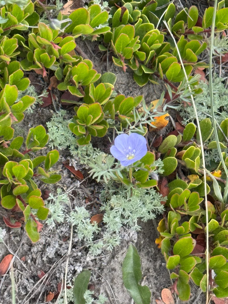 Linum Lewisii