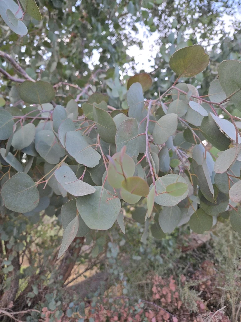 Eucalyptus Polyanthemos