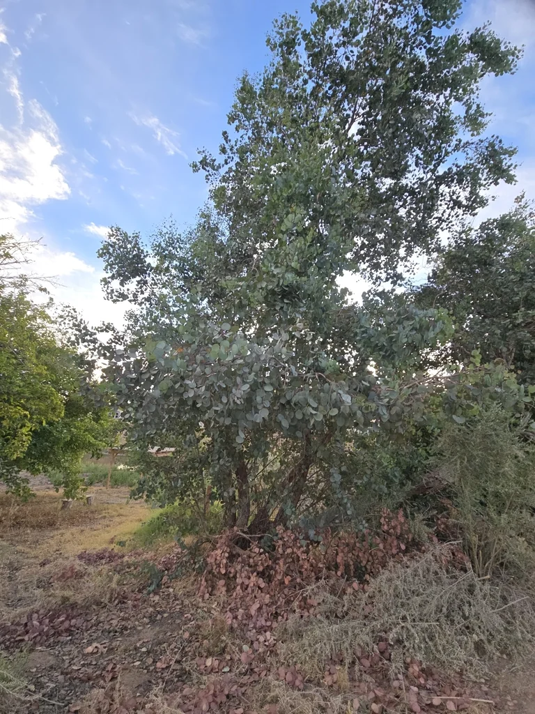 Eucalyptus Polyanthemos