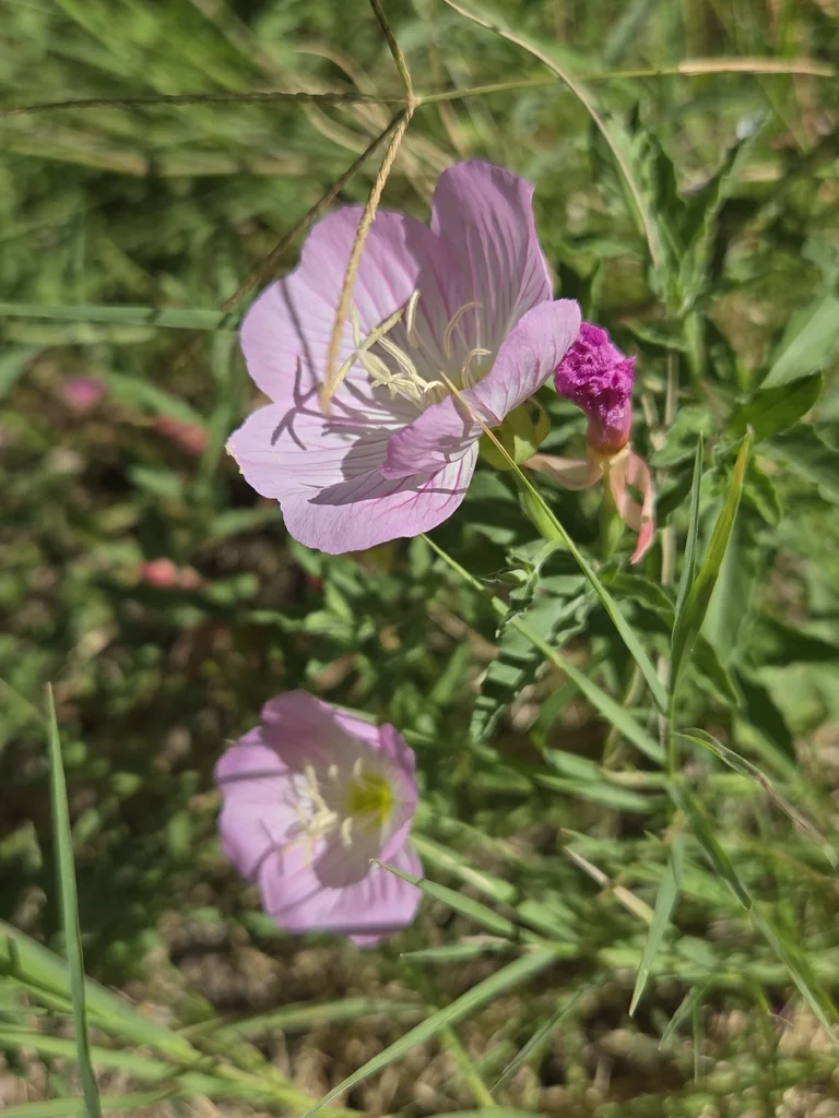 Oenothera Speciosa