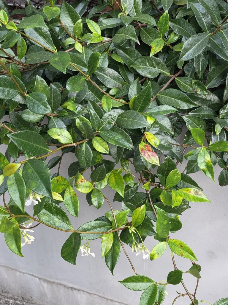 Trachelospermum Jasminoides