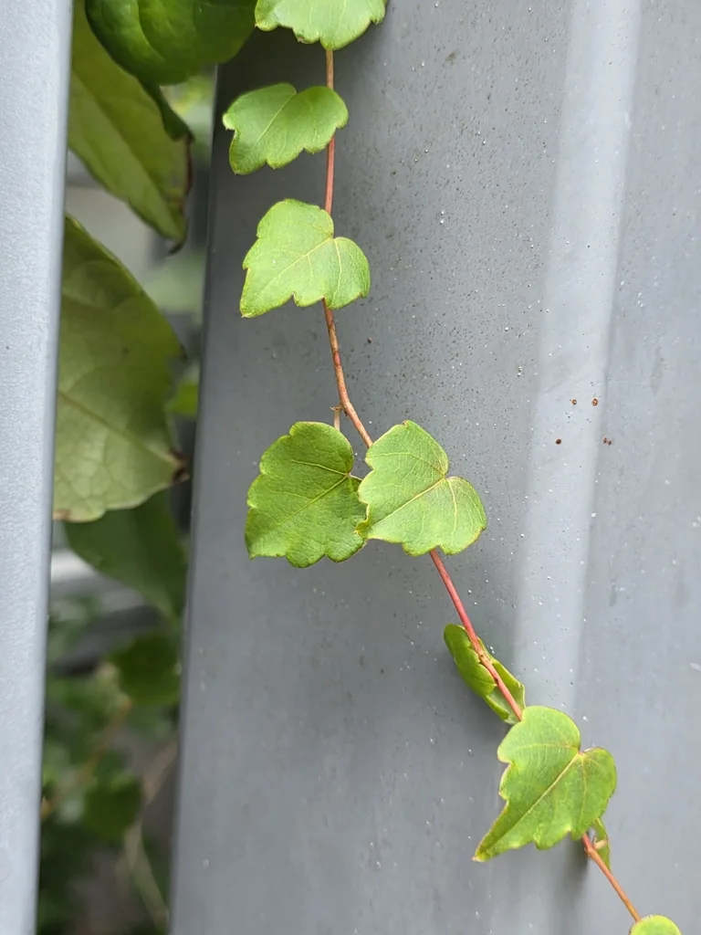 Parthenocissus Tricuspidata
