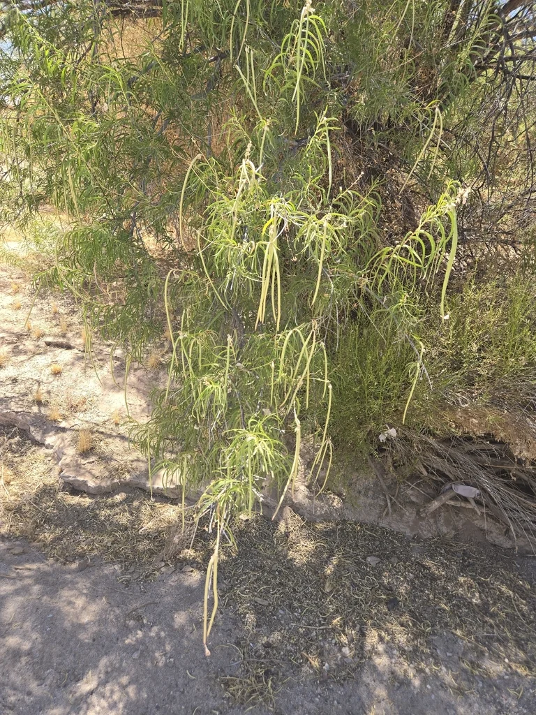 Chilopsis Linearis