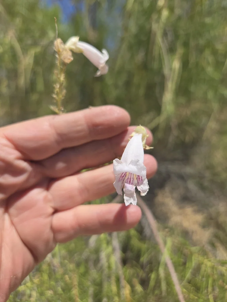 Chilopsis Linearis
