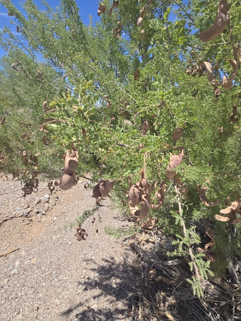 Acacia Greggii