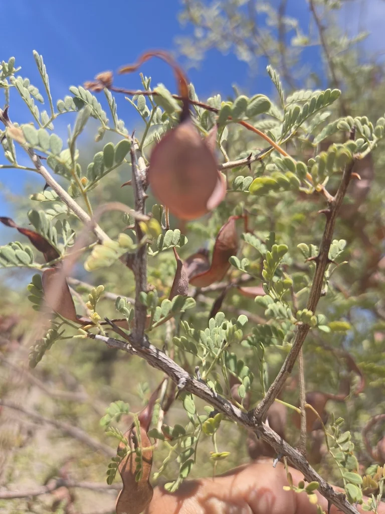 Acacia Greggii