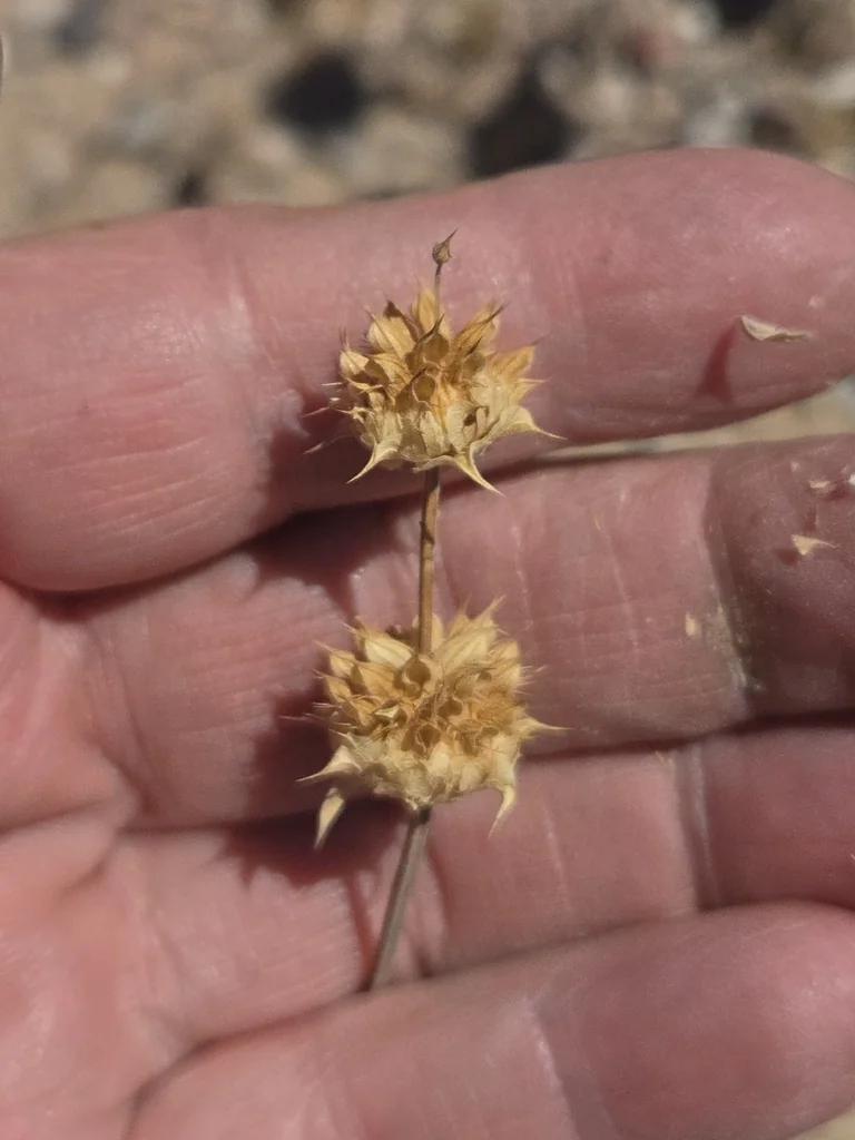 Salvia Columbariae