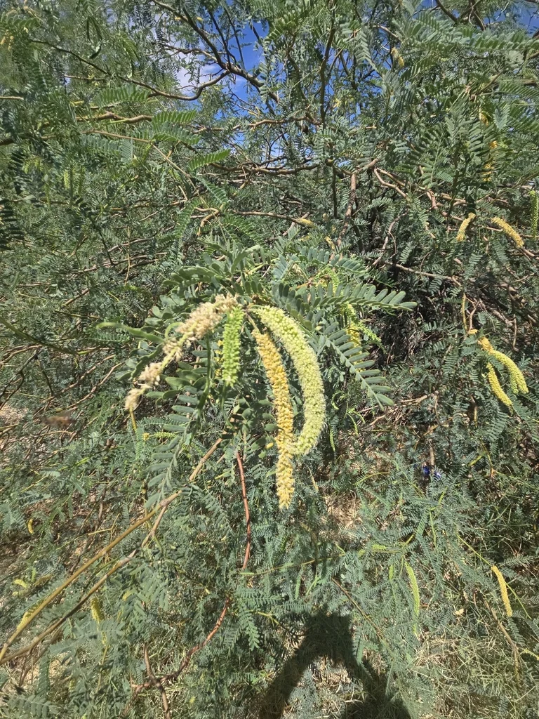 Prosopis Velutina