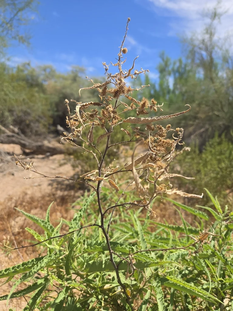 Ambrosia Ambrosioides