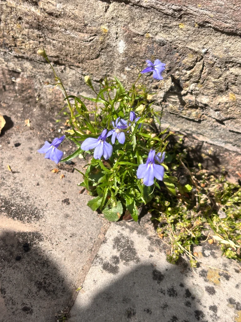 Lobelia erinus