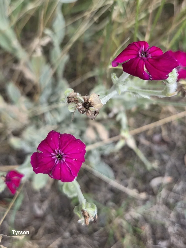 Lychnis Coronaria