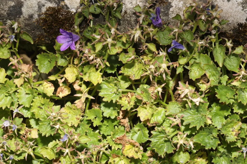 Campanula Portenschlagiana