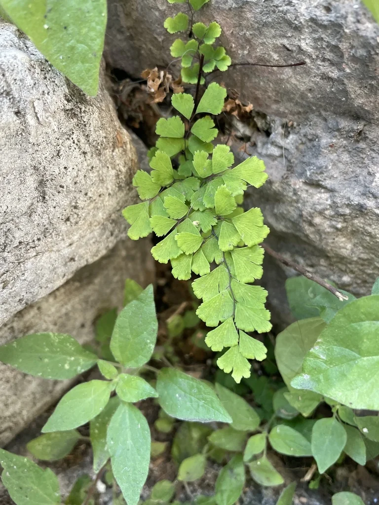 Adiantum Capillus-Veneris