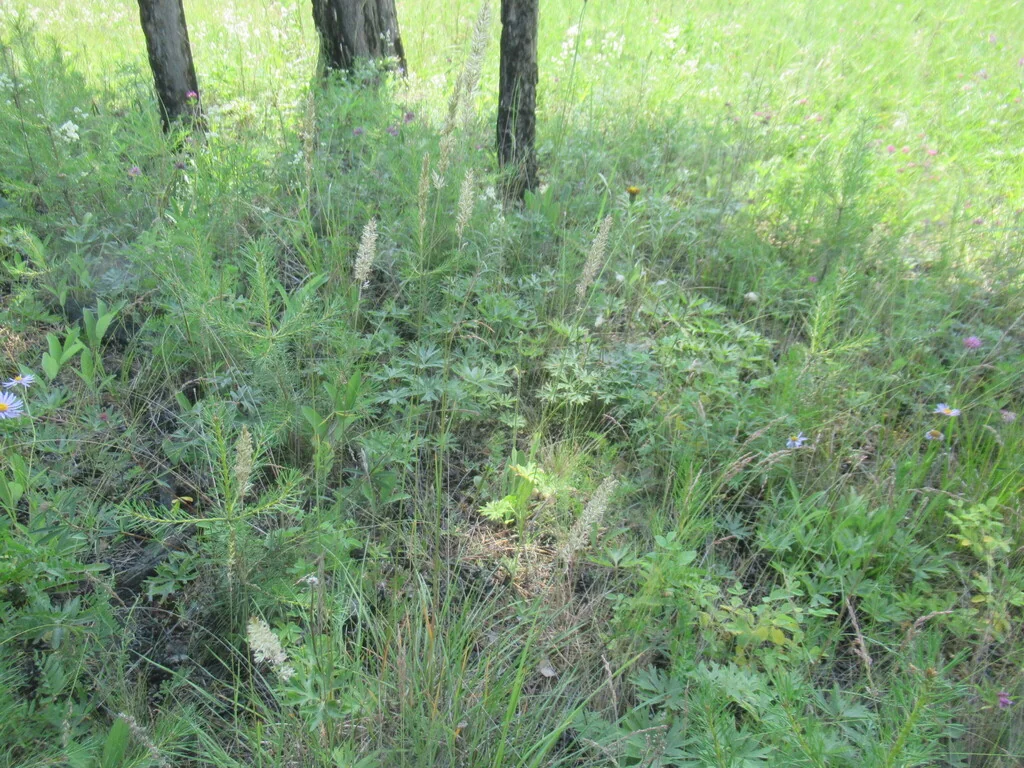 Koeleria Macrantha