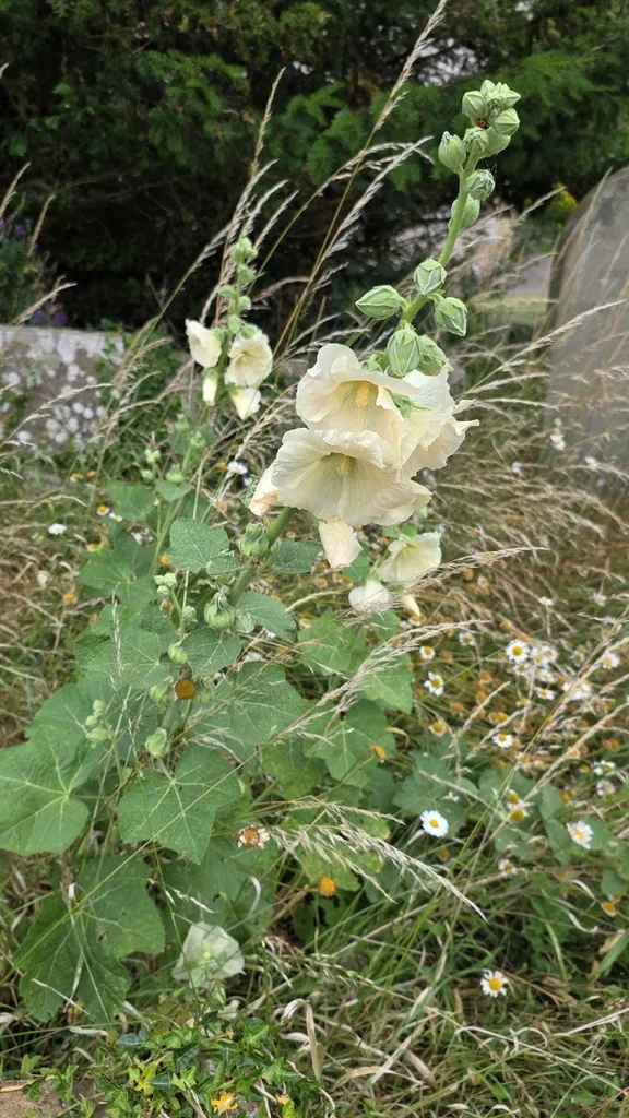 Alcea Rosea