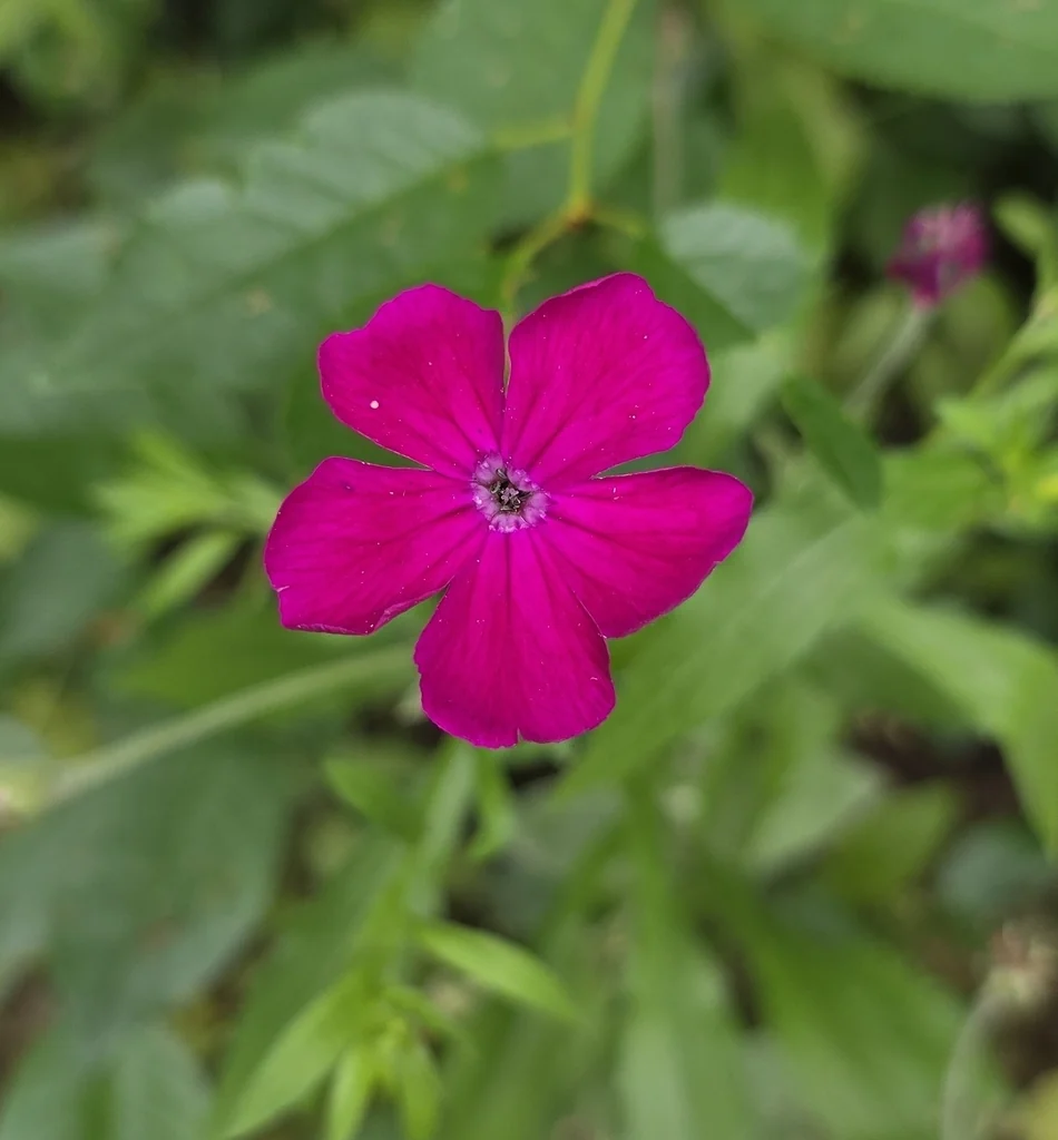 Lychnis Coronaria