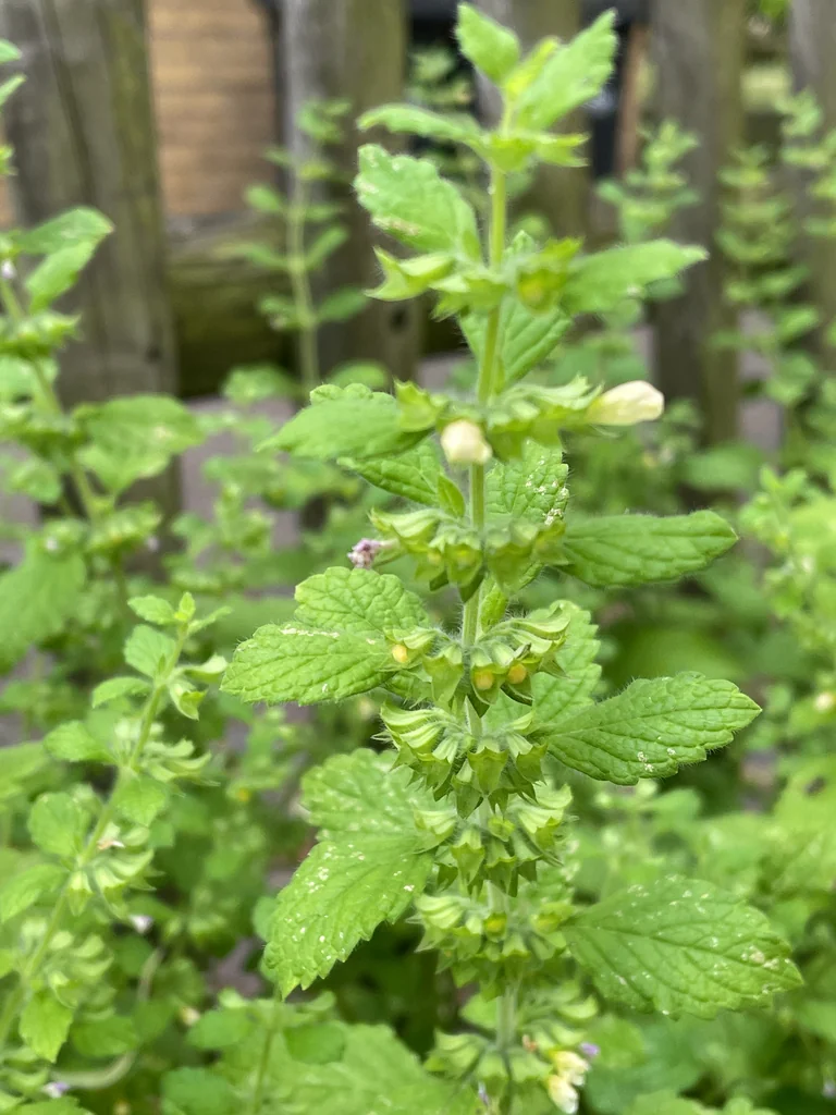 Melissa Officinalis