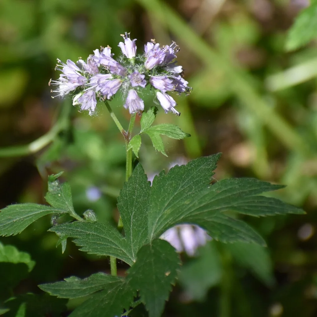 Hydrophyllum Virginianum