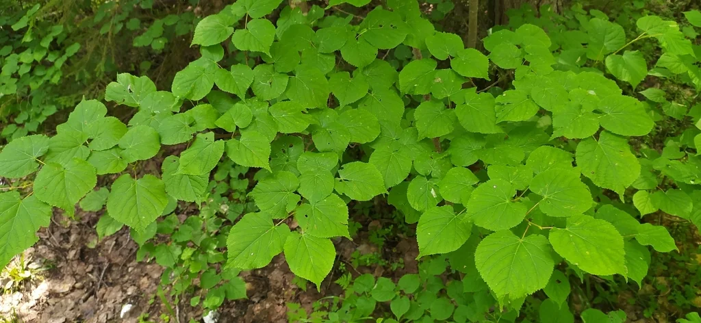 Tilia Cordata