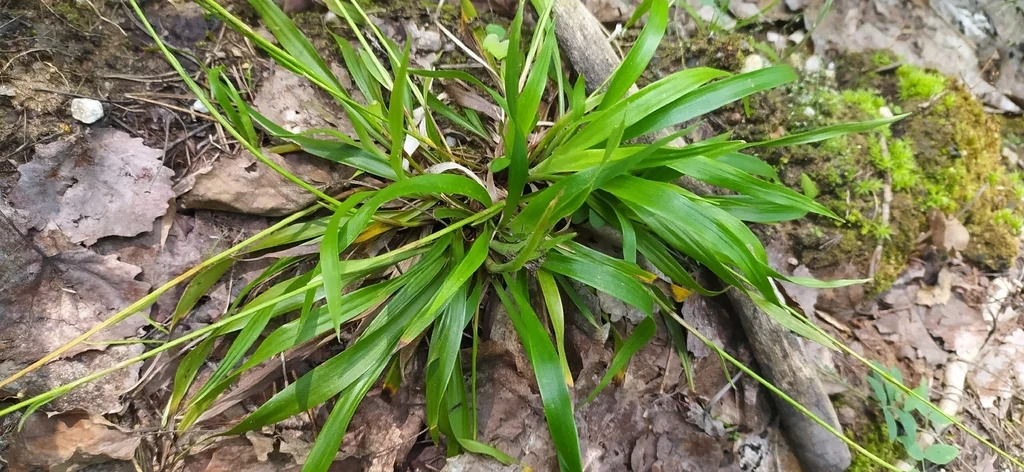 Luzula Pilosa