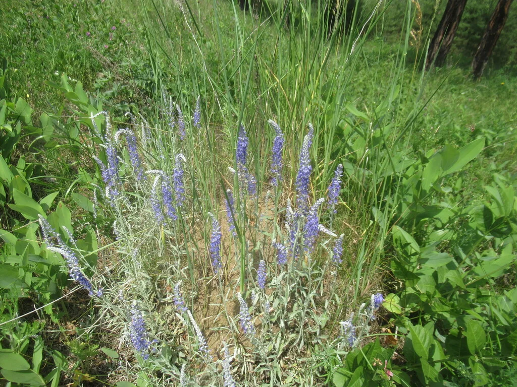Veronica Spicata Incana