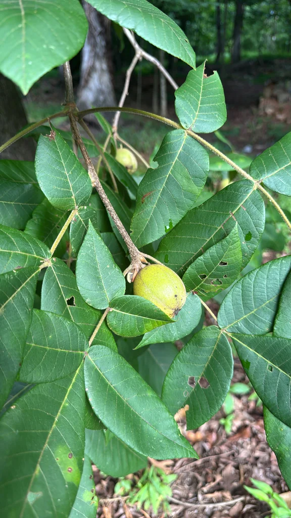 Carya Tomentosa