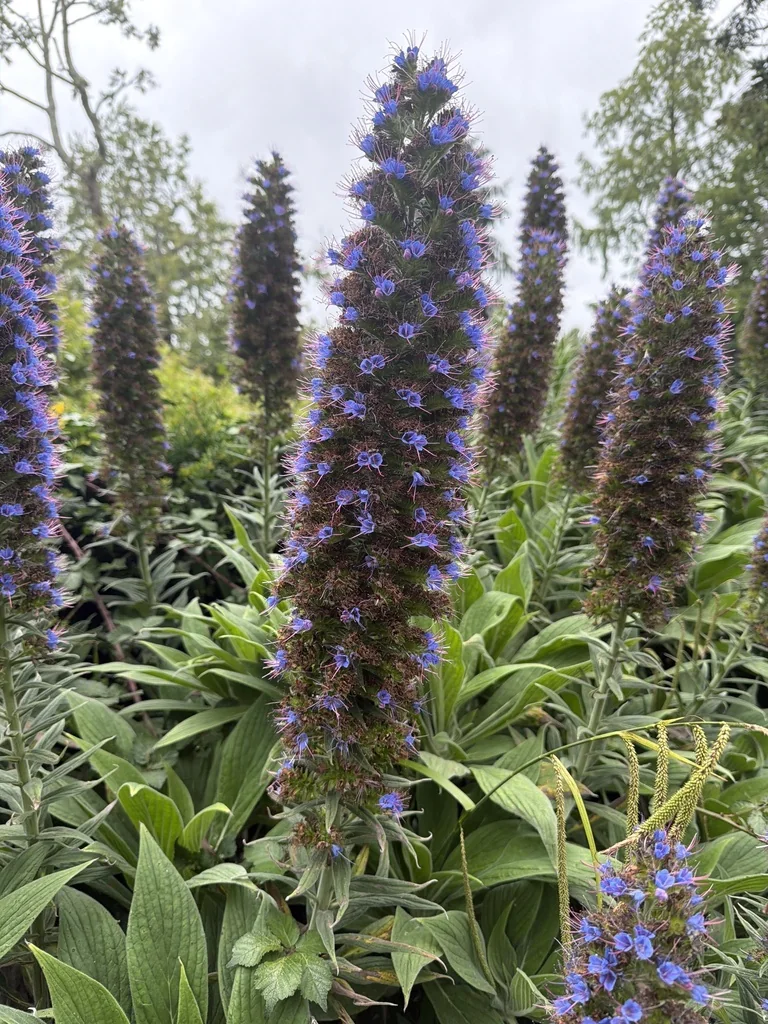 Echium Pininana