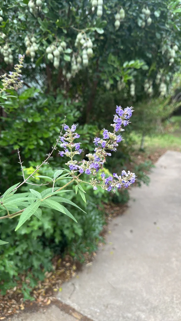 Vitex Agnus-Castus