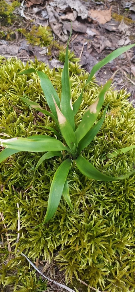 Luzula Pilosa