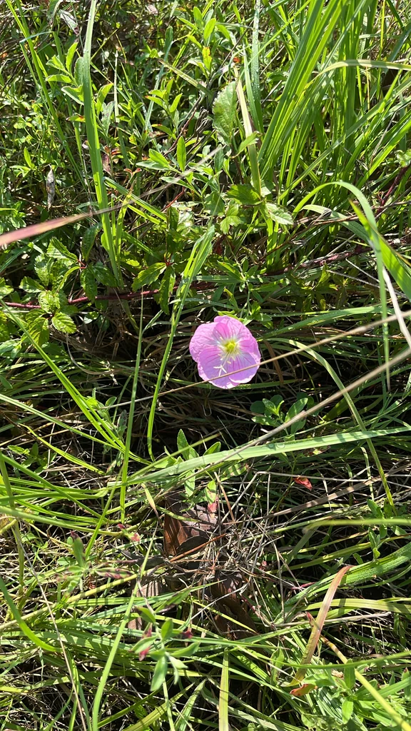 Oenothera Speciosa