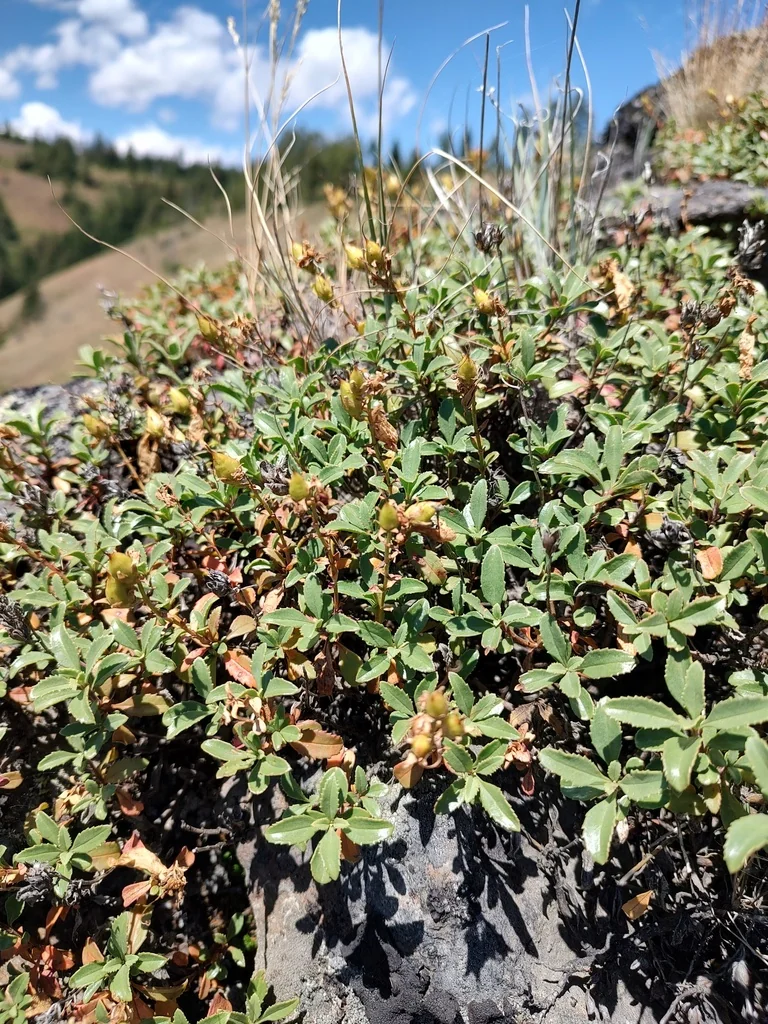 Penstemon Fruticosus