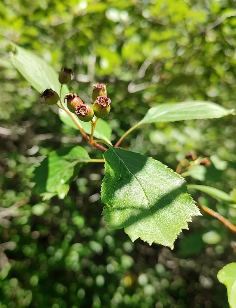 Crataegus Douglasii