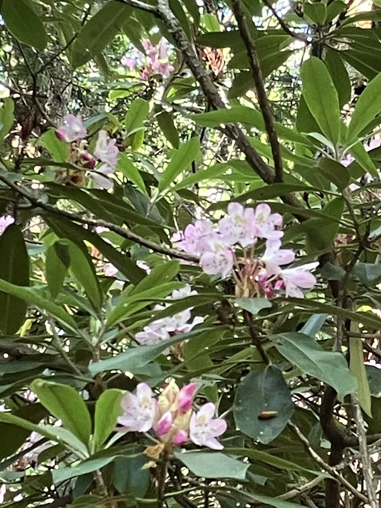 Rhododendron Maximum